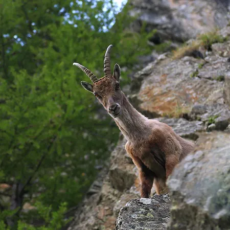 Отель Rifugio Roberto Bignami