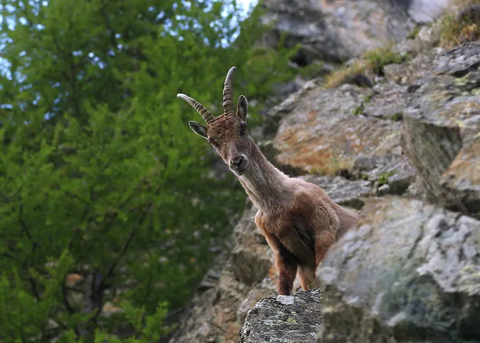 ホテル Rifugio Roberto Bignami